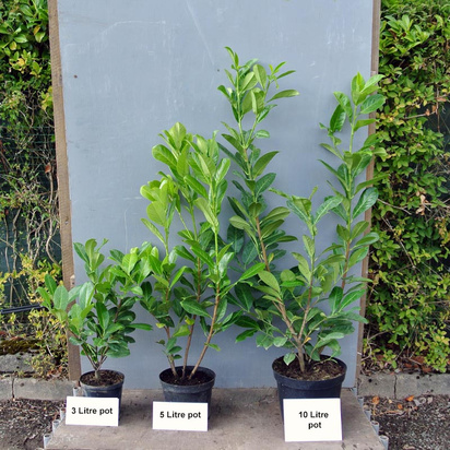 Buy cherry laurel hedging plants online from Jacksons Nurseries.