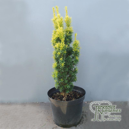 Buy Taxus baccata 'Fastigiata Aureomarginata' (Golden Irish Yew) online from Jacksons Nurseries.