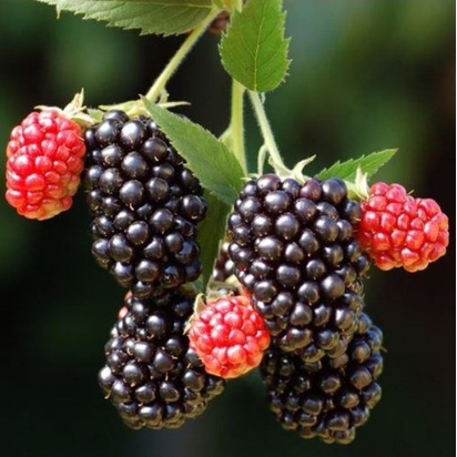 Buy Blackberry Merton Thornless online from Jacksons Nurseries.