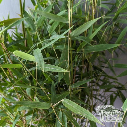 Buy Fargesia 'Red Dragon' (Umbrella Bamboo) online from Jacksons Nurseries.
