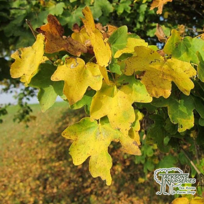 Buy Acer Campetre (Field Maple) online from Jacksons Nurseries.