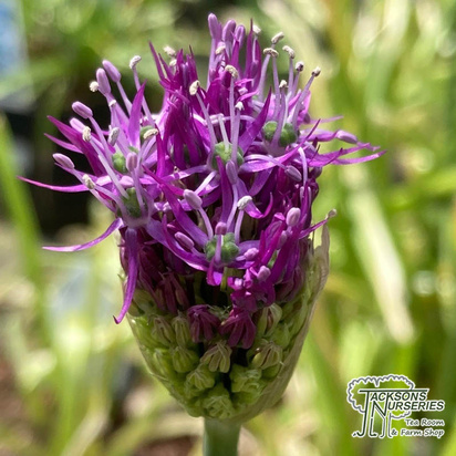 Buy Allium stipitatum Violet Beauty online from Jacksons Nurseries.