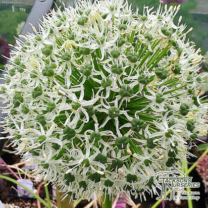Buy Allium White Giant online from Jacksons Nurseries.