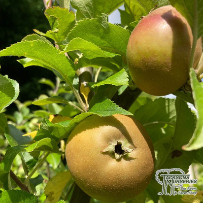 Buy Apple - Malus domestica Egremont Russet (Apple) online from Jacksons Nurseries.