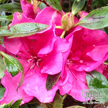 Buy Azalea japonica Bloom, champion, red ,Bloom-a-thon, online from Jacksons Nurseries.