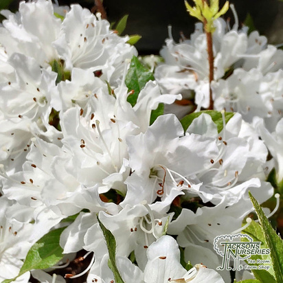 Buy Azalea Geisha white (Evergreen Dwarf Japanese Azalea) online from Jacksons Nurseries.