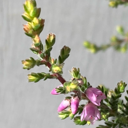 Buy Calluna vulgaris Kerstin (Scots Heather) online from Jacksons Nurseries.