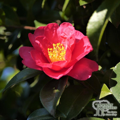 Buy Camellia japonica 'Blood of China' online from Jacksons Nurseries.