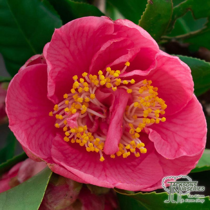 Buy Camellia japonica California (Camellia) online from Jacksons Nurseries.