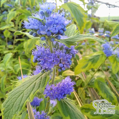 Buy Caryopteris x clandonensis Summer Sorbet (Bluebeard Lilac) online from Jacksons Nurseries.