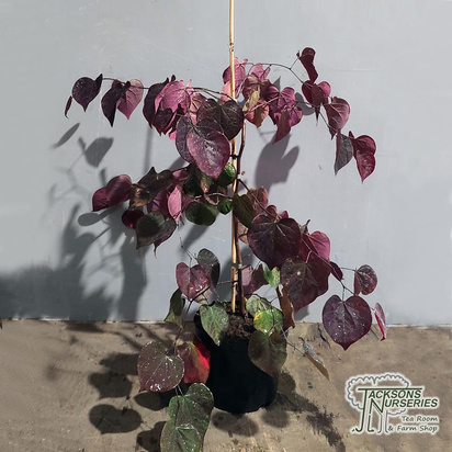 Buy Cercis canadensis 'Ruby Falls' (Redbud) online from Jacksons Nurseries.