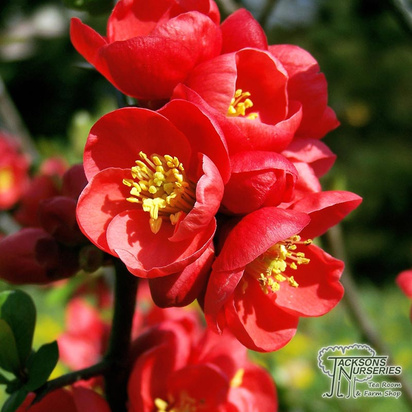 Buy Chaenomeles speciosa 'Hot Fire'(Flowering Quince) online from Jacksons Nurseries.
