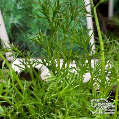 Buy Chamomile Lawn-Chamaemelum Treneague  online from Jacksons Nurseries.