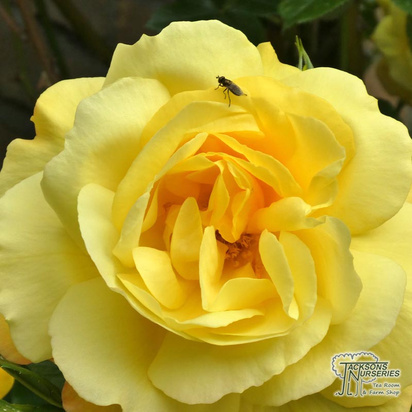 Buy Rosa Chinatown (Floribunda Rose) online from Jacksons Nurseries.