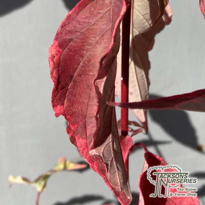 Buy Cornus alba Spaethii (Red-barked Dogwood) online from Jacksons Nurseries.