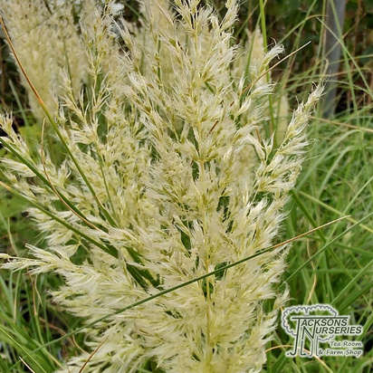 Buy Cortaderia selloana 'Tiny Pampa' (Pampas Grass) online from Jacksons Nurseries.