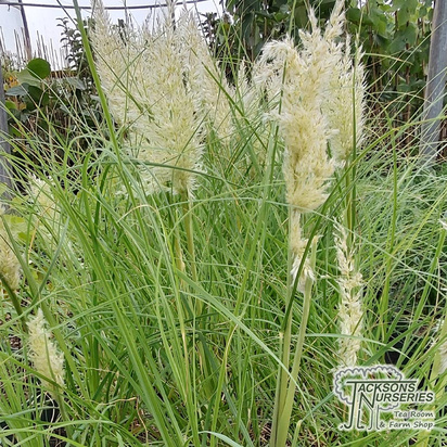 Buy Cortaderia selloana 'Tiny Pampa' (Pampas Grass) online from Jacksons Nurseries.