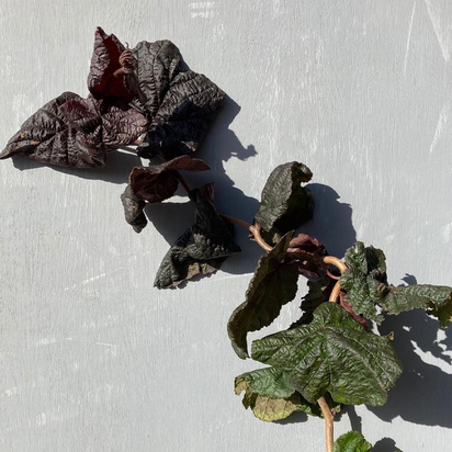 Buy Corylus avellana Red Majestic (Purple Corkscrew Hazel) online from Jacksons Nurseries.