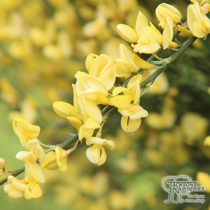 Buy Cytisus praecox Allgold (Broom) online from Jacksons Nurseries.