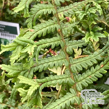 Buy Dryopteris affinis 'Cristata The King' (Golden Male Fern) online from Jacksons Nurseries.