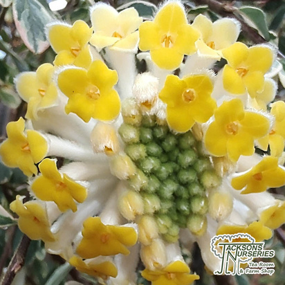 Buy Edgeworthia chrysantha  online from Jacksons Nurseries.