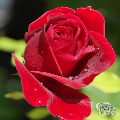 Buy Rosa Edith Piaf (Hybrid Tea Rose) online from Jacksons Nurseries.