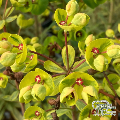 Buy Euphorbia x martinii 'Ascot Rainbow' (Spurge) online from Jacksons Nurseries.