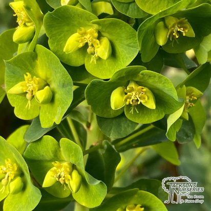 Buy Euphorbia amygdaloides var. robbiae (Wood Spurge) online from Jacksons Nurseries.
