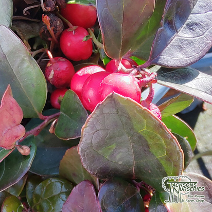 Buy Gaultheria Royal Red  (Checkerberry) online from Jacksons Nurseries.
