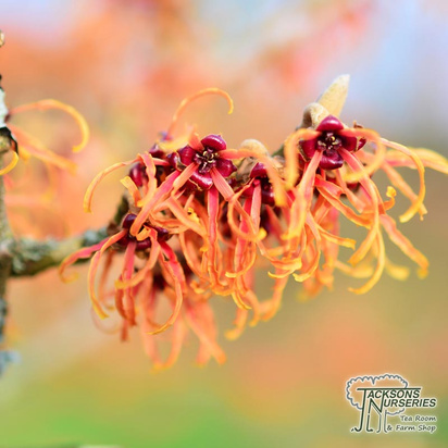 Buy Hamamelis x intermedia orange beauty (Hybrid Witch Hazel) online from Jacksons Nurseries.