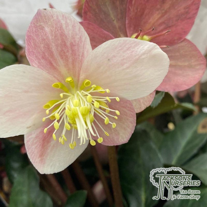 Buy Helleborus ‘Maestro’ (Lenten Rose) online from Jacksons Nurseries.