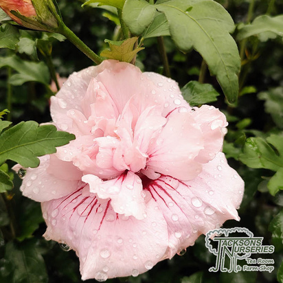 Buy Hibiscus Pink Chiffon (Hibiscus) online from Jacksons Nurseries.