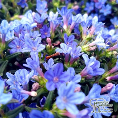 Buy Lithospermum diffusa 'Heavenly Blue' online from Jacksons Nurseries.