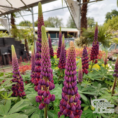 Buy Lupinus polyphyllus 'West Country Masterpiece' (West Country Lupin) online from Jacksons Nurseries.