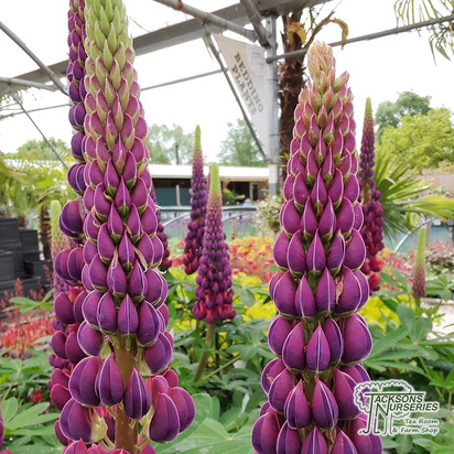 Buy Lupinus polyphyllus 'West Country Masterpiece' (West Country Lupin) online from Jacksons Nurseries.