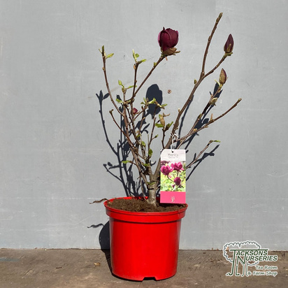 Buy Magnolia 'Genie' online from Jacksons Nurseries.