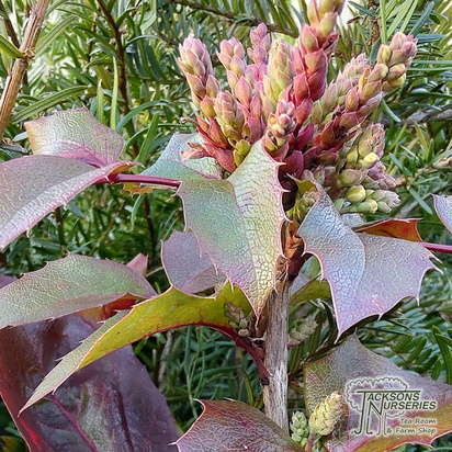 Buy Mahonia aquifolium Apollo (Oregon Grape) online from Jacksons Nurseries.