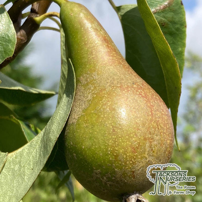 Buy Pear - Pyrus communis 'Conference' online from Jacksons Nurseries.