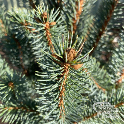 Buy Picea iseli 'Fastigiata' (Colorodo Blue Spruce) online from Jacksons Nurseries.