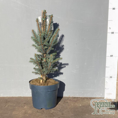 Buy Picea iseli 'Fastigiata' (Colorodo Blue Spruce) online from Jacksons Nurseries.
