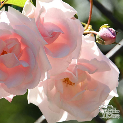 Buy Rosa Poustinia online from Jacksons Nurseries.