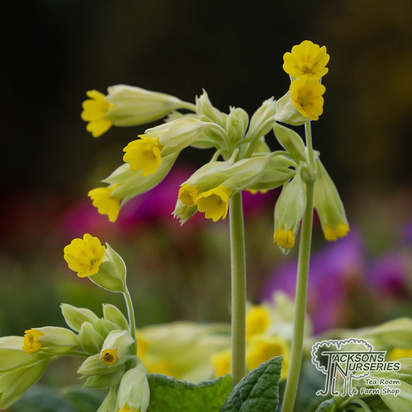 Buy Primula veris (Common Cowslip) online from Jacksons Nurseries.