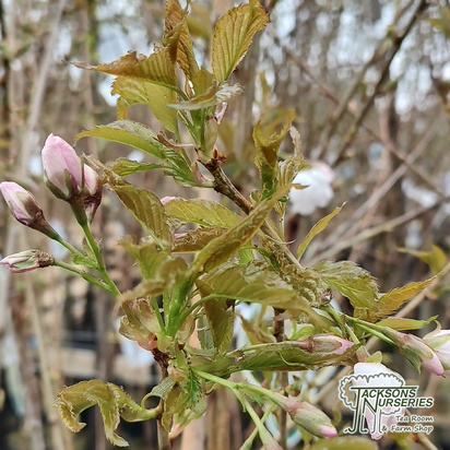 Buy Prunus Sunset Boulevard (Japanese Flowering Cherry) online from Jacksons Nurseries.