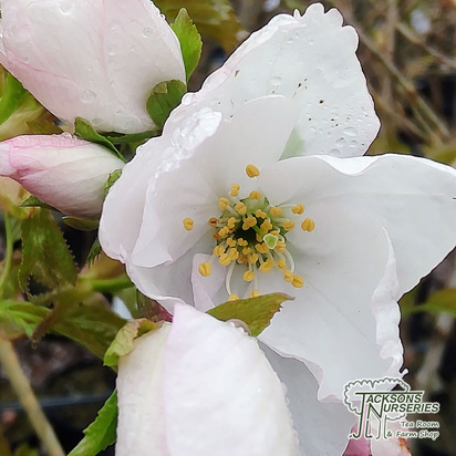 Buy Prunus Sunset Boulevard (Japanese Flowering Cherry) online from Jacksons Nurseries.