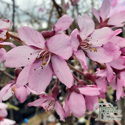 Buy Prunus pendula rubra (Japanese Flowering Cherry) online from Jacksons Nurseries.