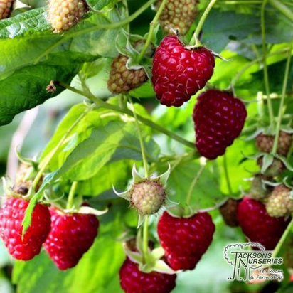 Buy 'Raspberry 'Heritage' online from Jacksons Nurseries.
