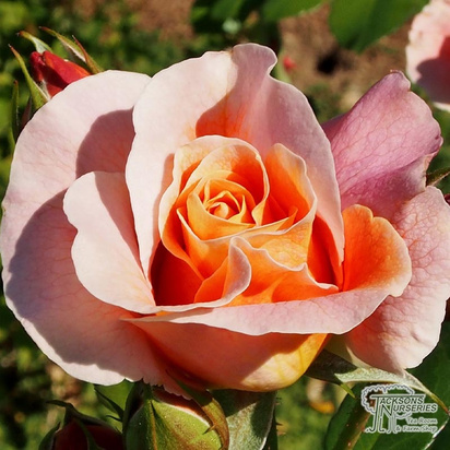 Buy Rosa Remember Me(Standard Hybrid Tea Rose) online from Jacksons Nurseries