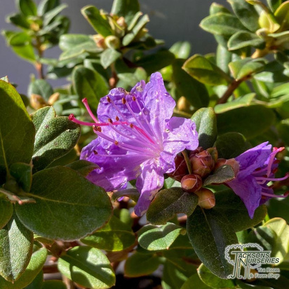 Buy Rhododendron dwarf songbird online from Jacksons Nurseries.