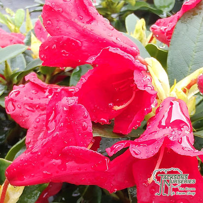 Buy Rhododendron dwarf 'Gertrude Schale' online from Jacksons Nurseries.