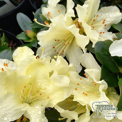 Buy Rhododendron Dwarf Patty Bee online from Jacksons Nurseries.